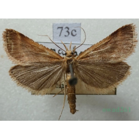 Dolicharthria punctalis (Denis & Schiffermüller, 1775) Czech73c
